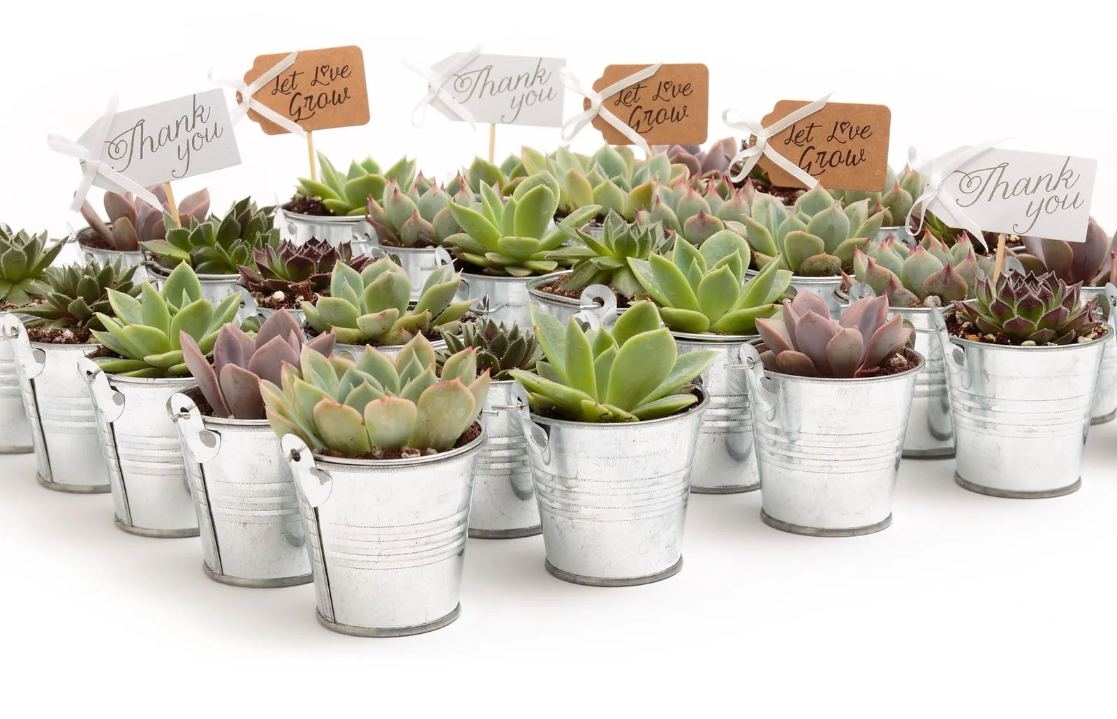 Bring Nature Home with Peruvianus