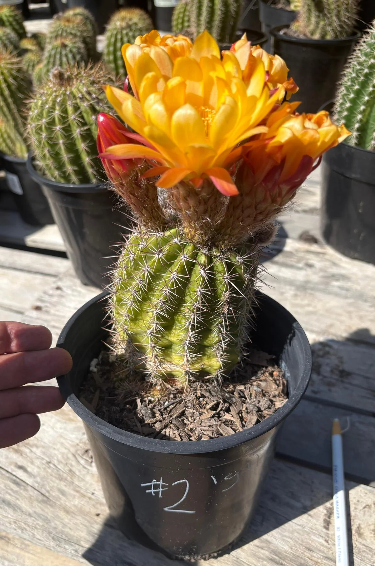 Product image 16