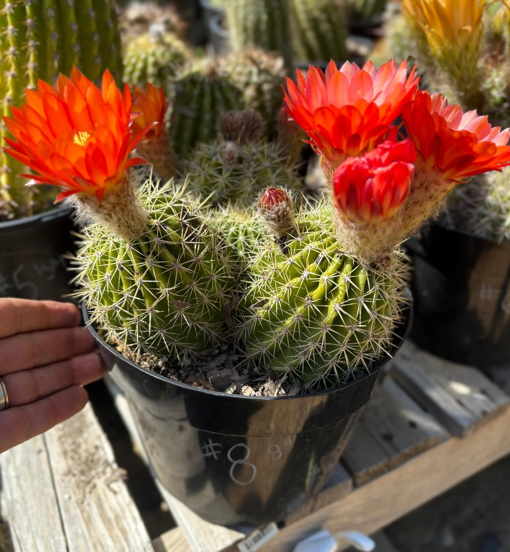 Product image 21