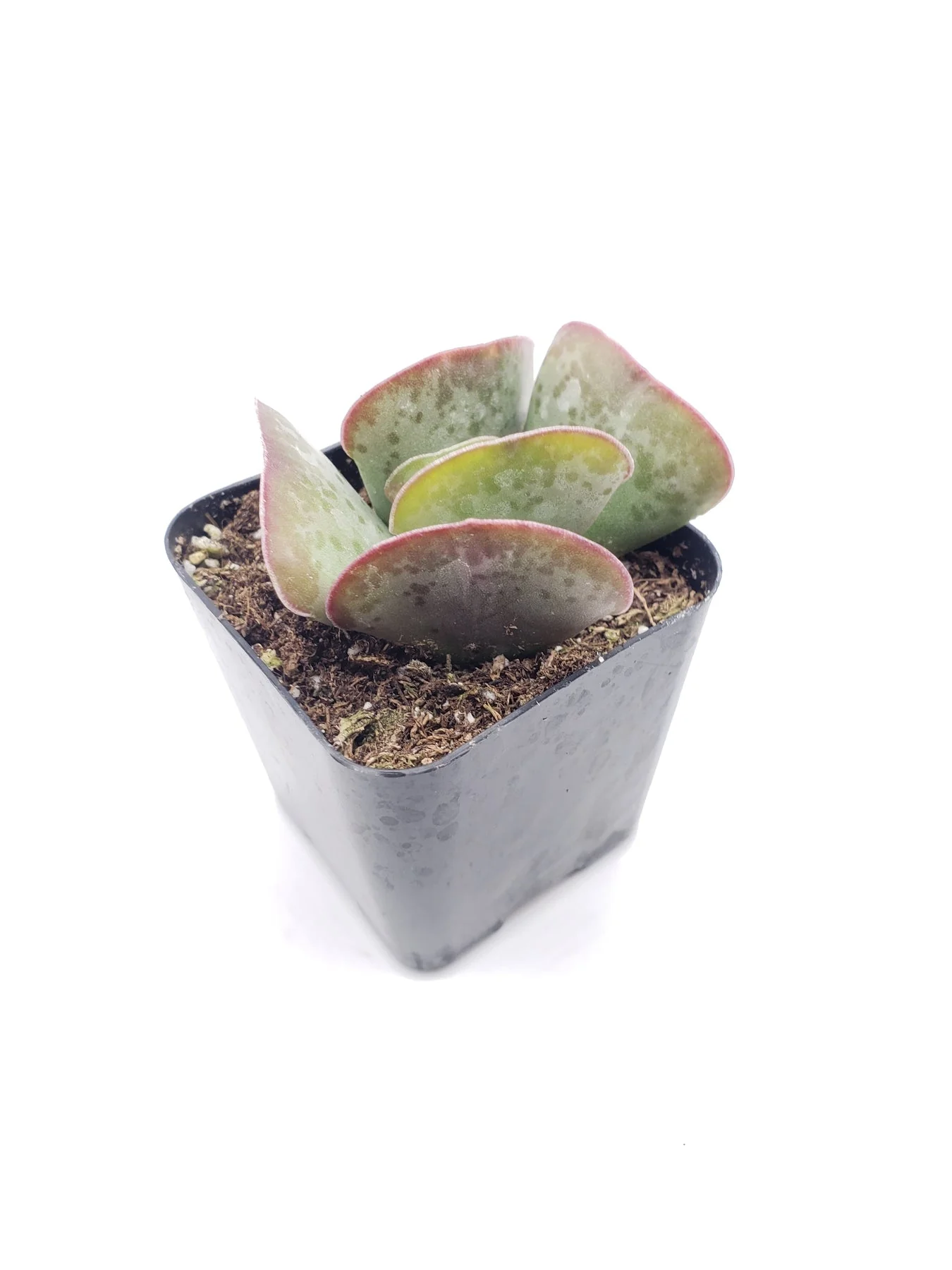 Shop Our Most Popular Succulents