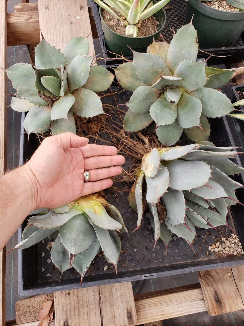 Product image 21