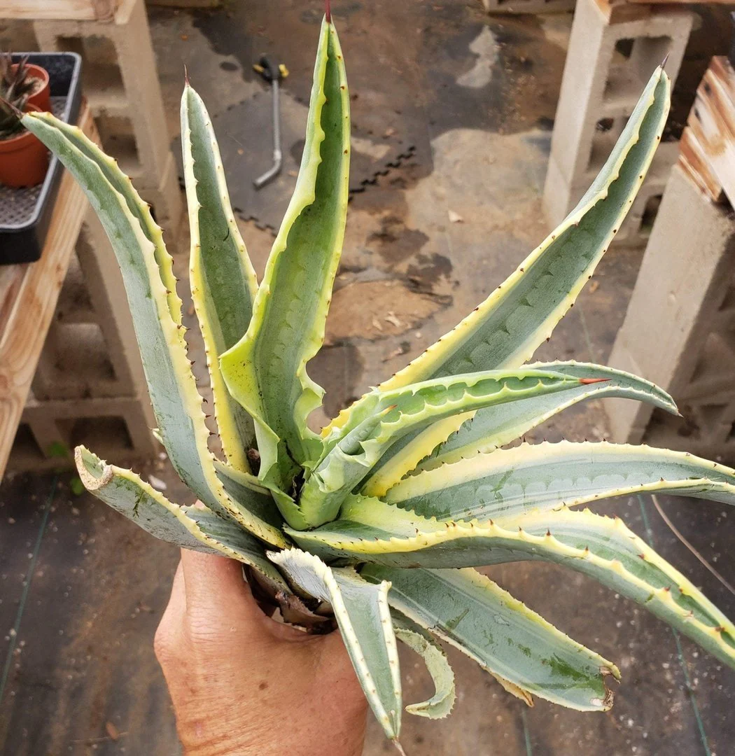 Product image 22