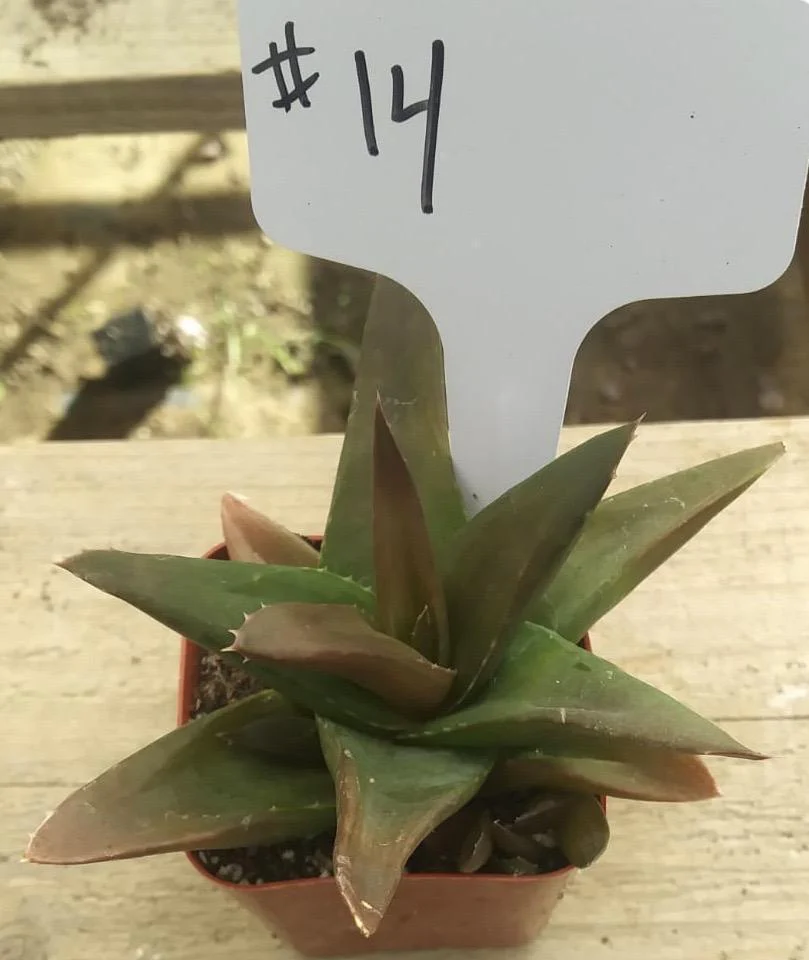 Product image 29
