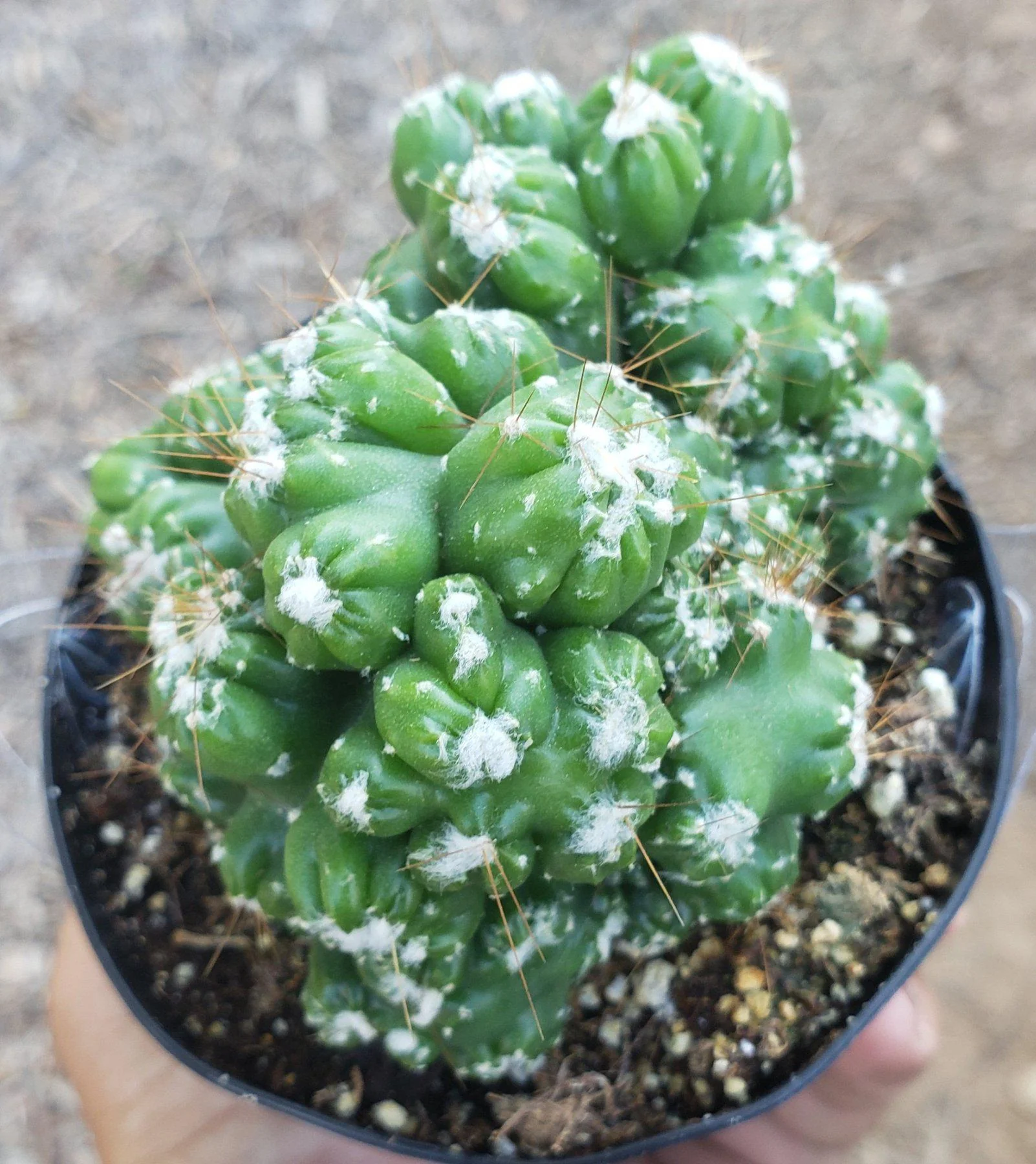 Product image 36