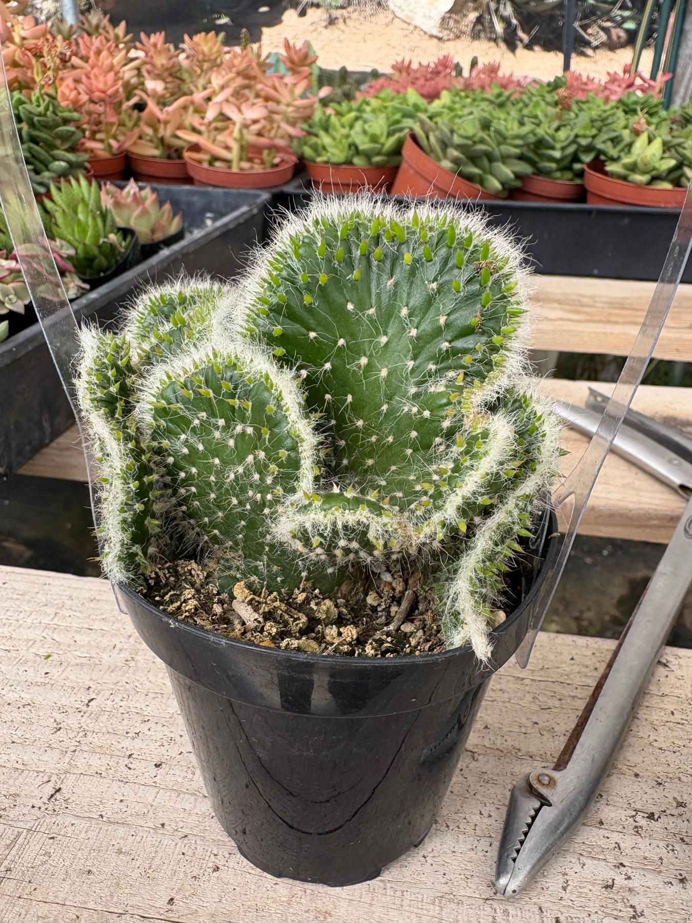 Product image 39