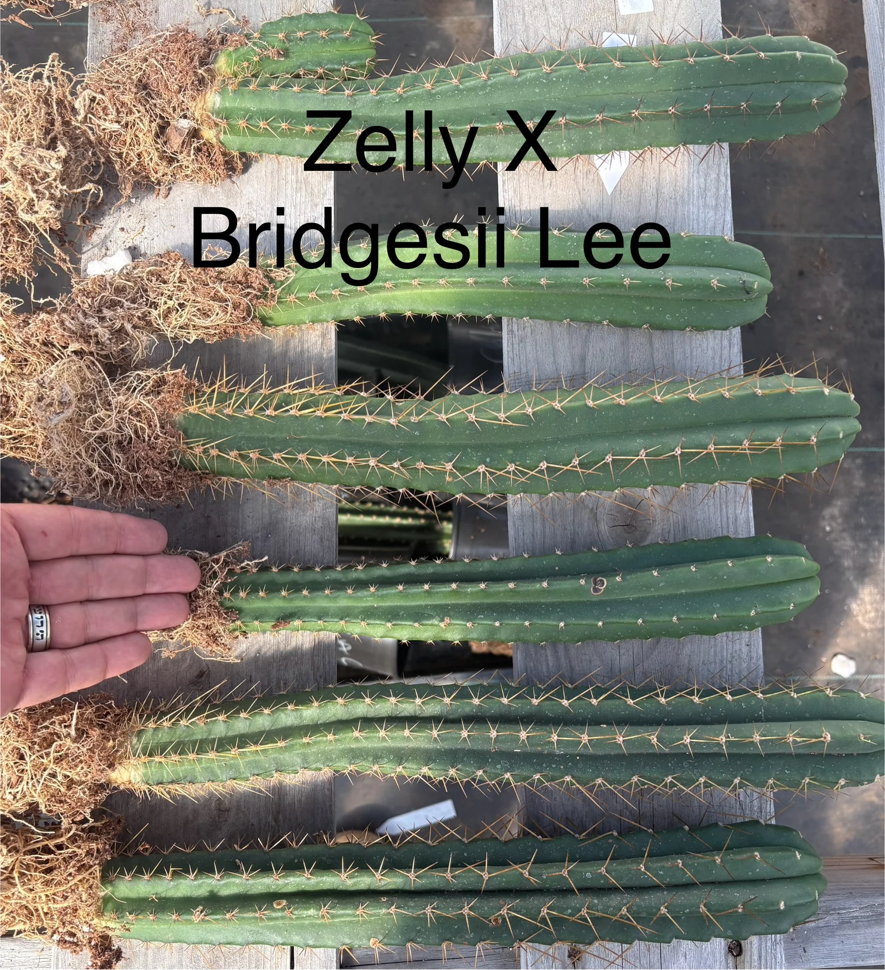 Product image 27