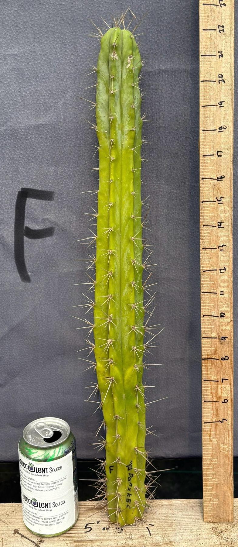 Product image 49