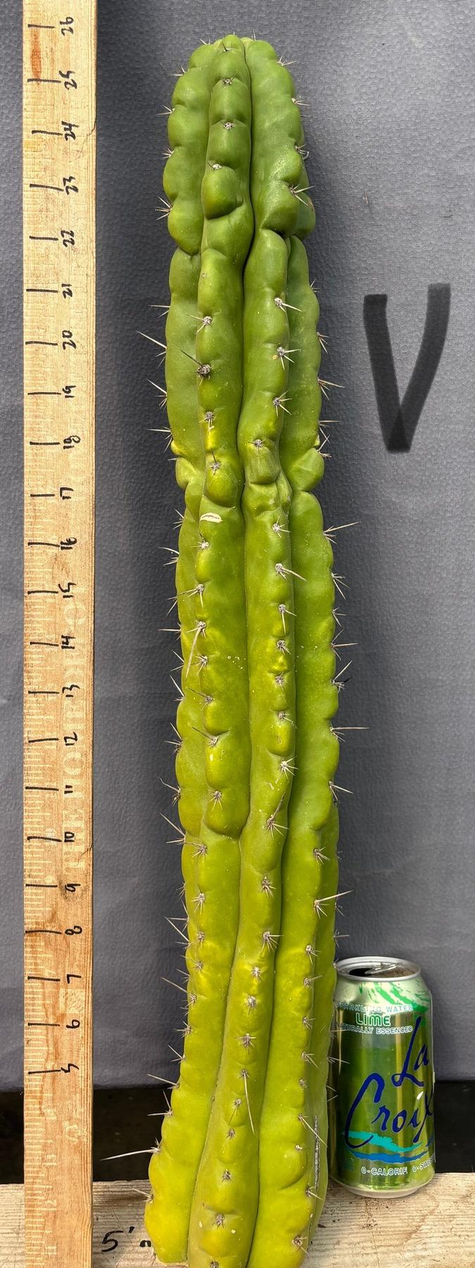Product image 76