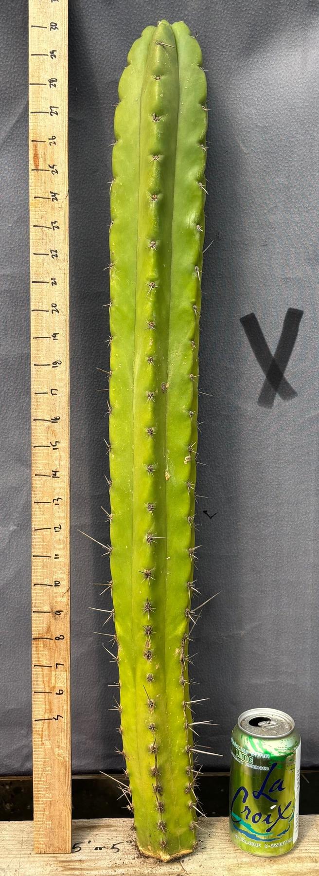 Product image 85