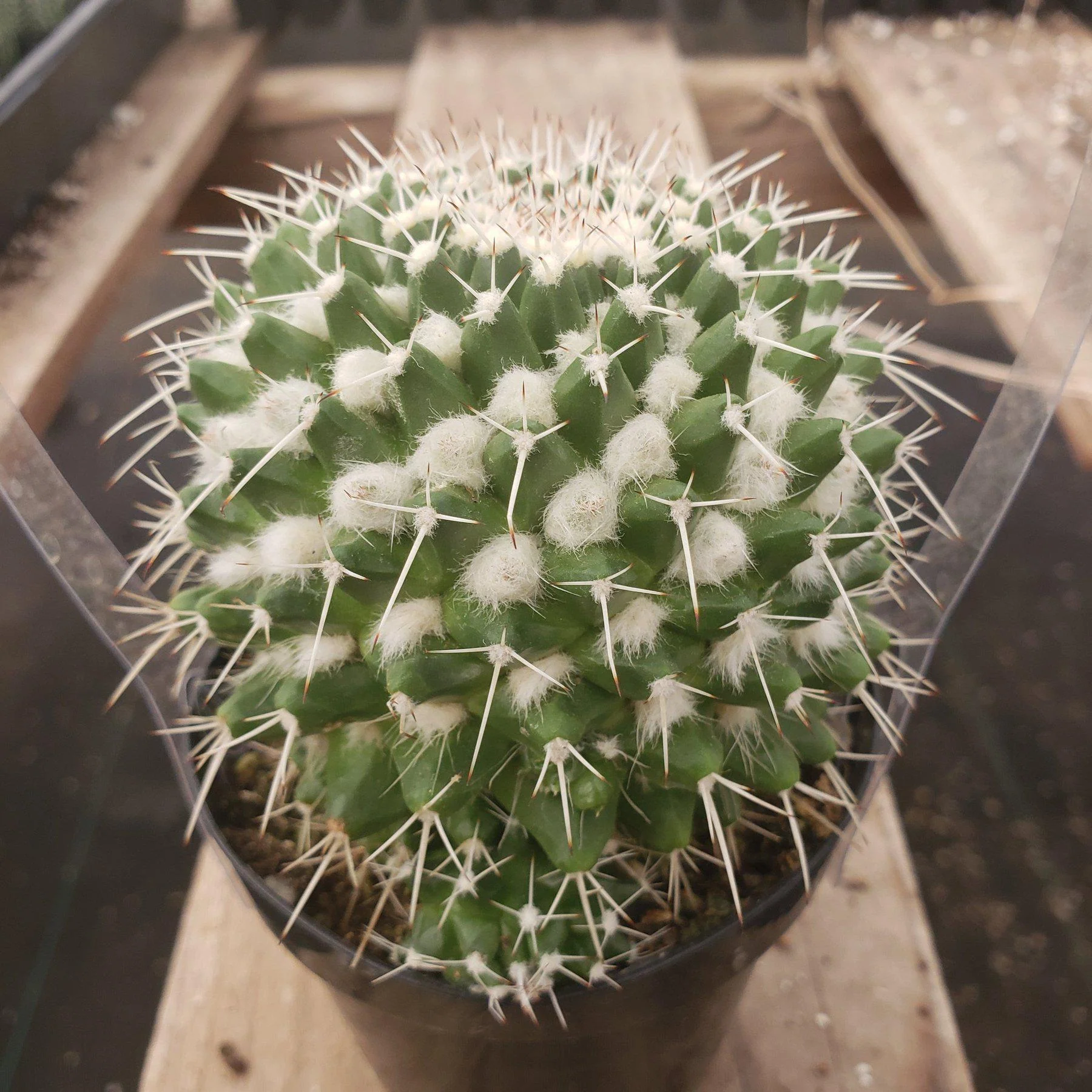Product image 47