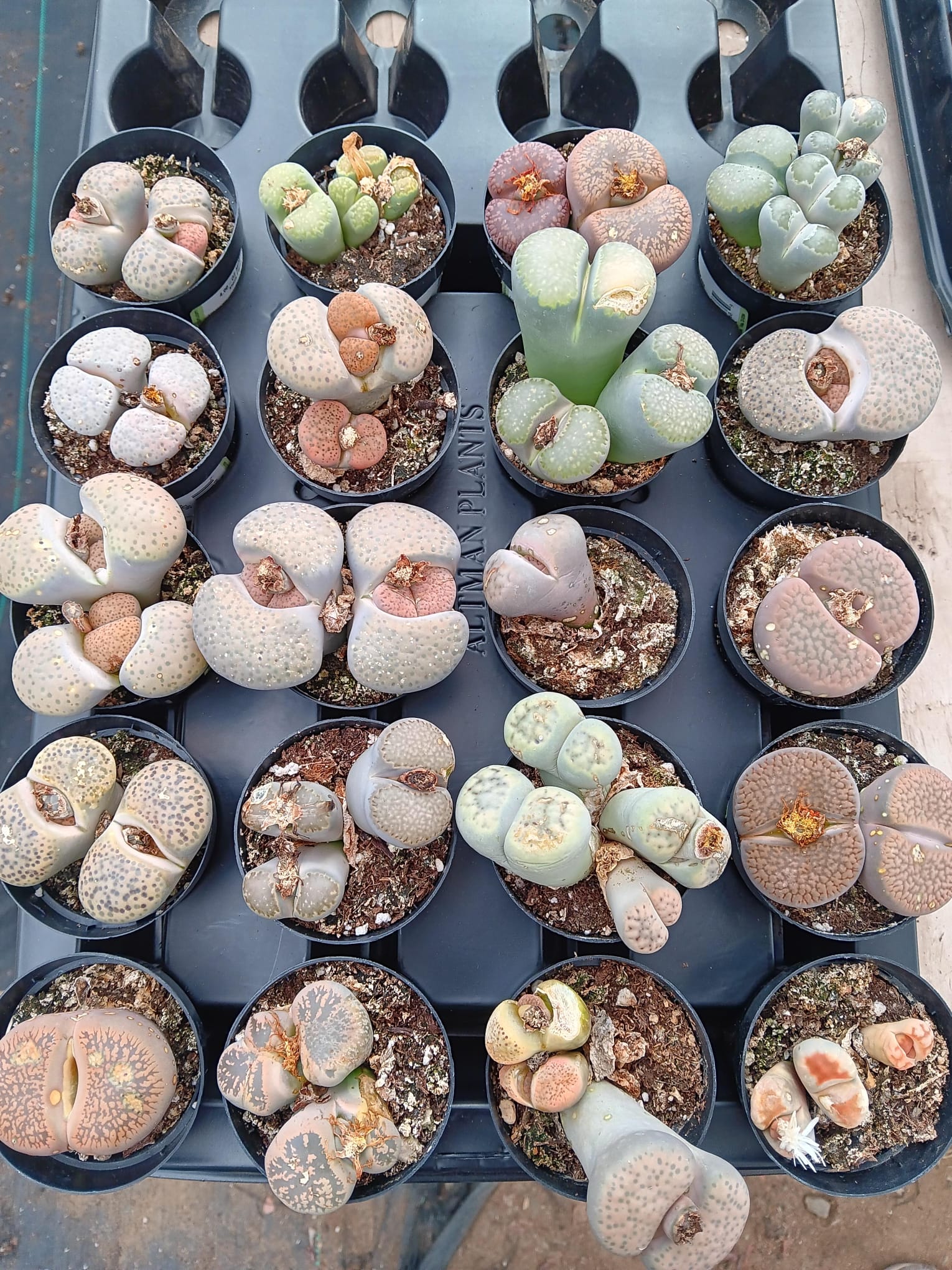 Product image 24