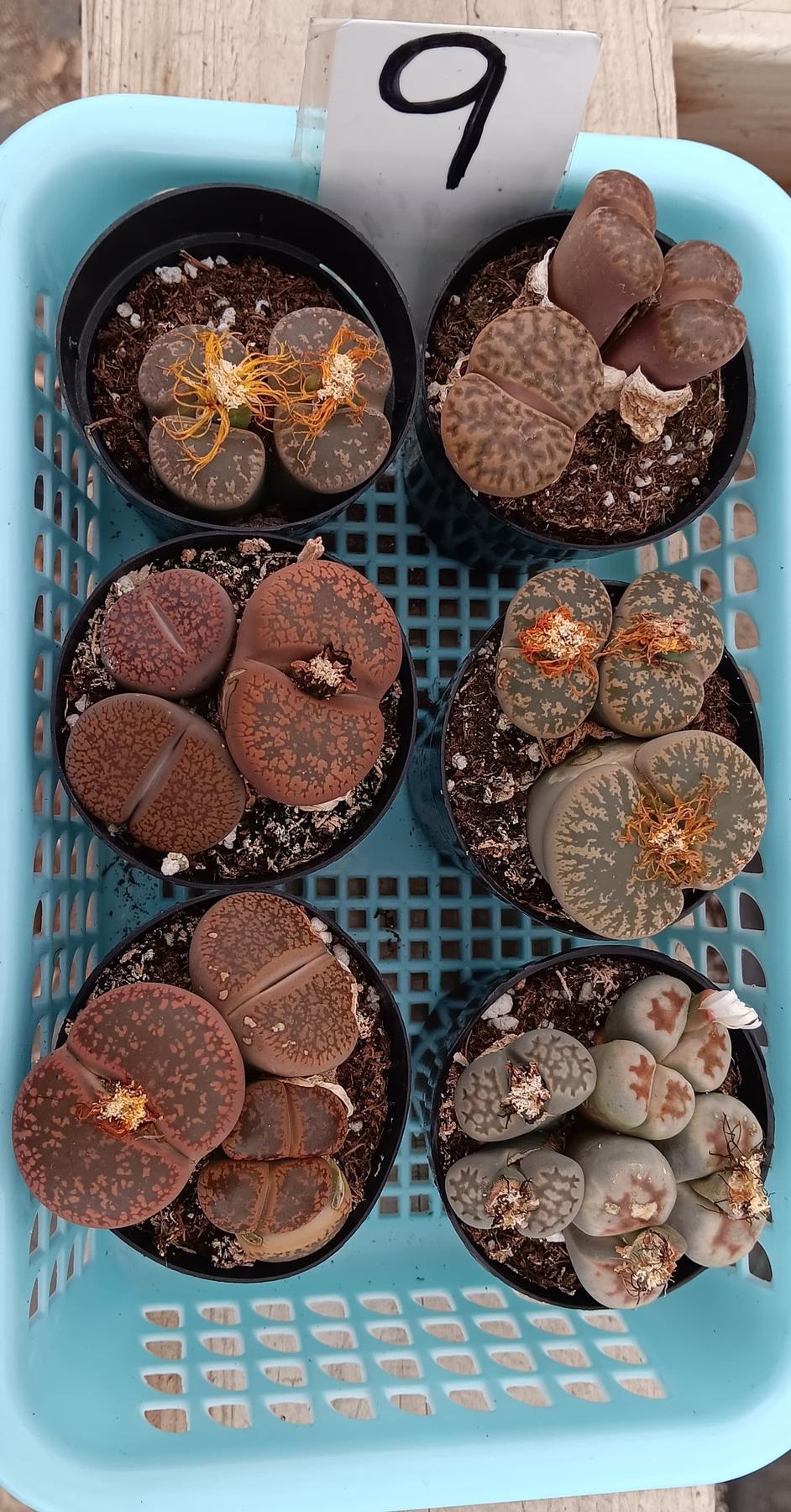 Product image 31